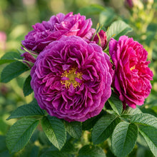 Rosa Rugosa Hansa Flower Seeds - Rose Flower Seeds for Garden