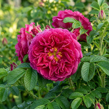 Rosa Rugosa Hansa Flower Seeds - Rose Flower Seeds for Garden