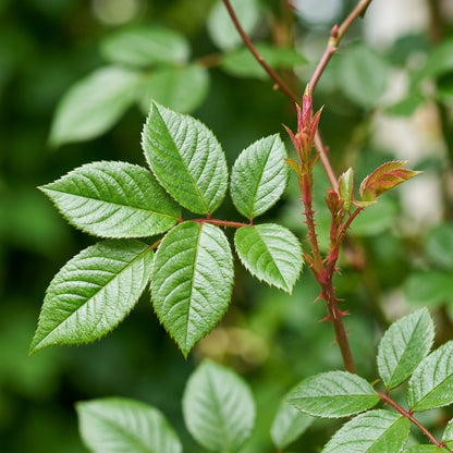 Climbing Rose Seeds for Planting