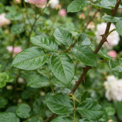 Hybrid Mixed Rose Flower Seeds for Planting