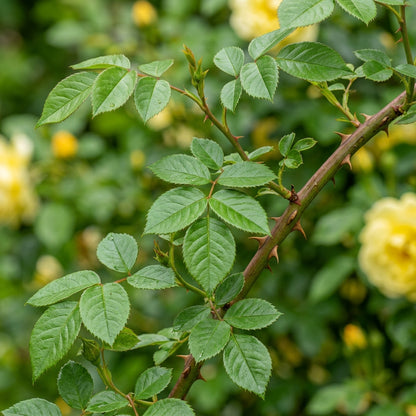 Light Yellow Climbing Rose Seeds for Garden Planting