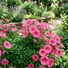 Rose Pink Petunia Seeds For Planting