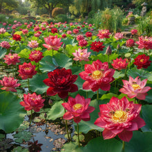 Rose Red Lotus Flower Seeds for Planting
