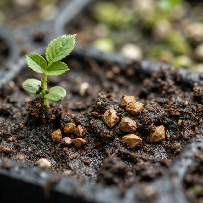 Burgundy Rose Seeds for Planting