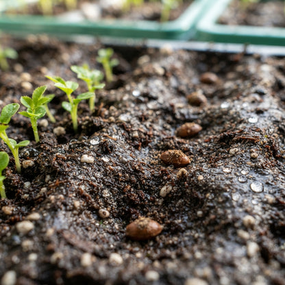 Blue Midnight Rose Seeds for Planting