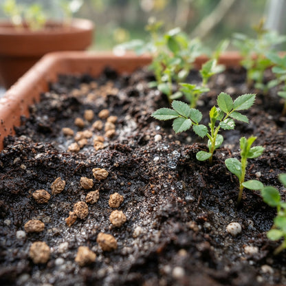 Blue Climbing Rose Flower Seeds for Planting