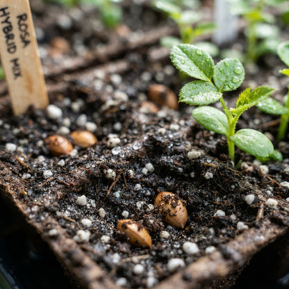 Hybrid Mixed Rose Flower Seeds for Planting