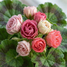 Japanese Rosebud Pelargonium Geranium Flower Seeds - Garden Seeds