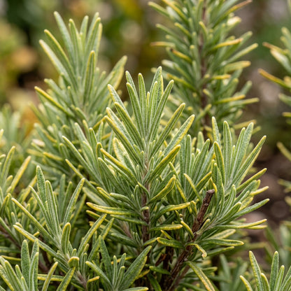 Golden Rosemary Wildflower Seeds For Planting