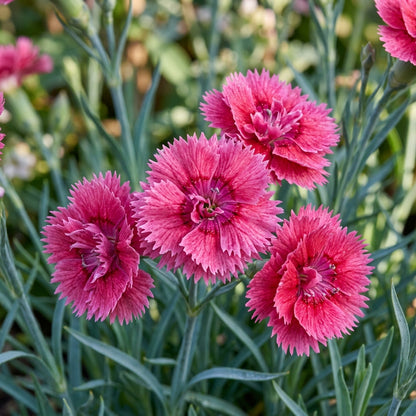 Rosie O'Day Flower Seeds For Planting
