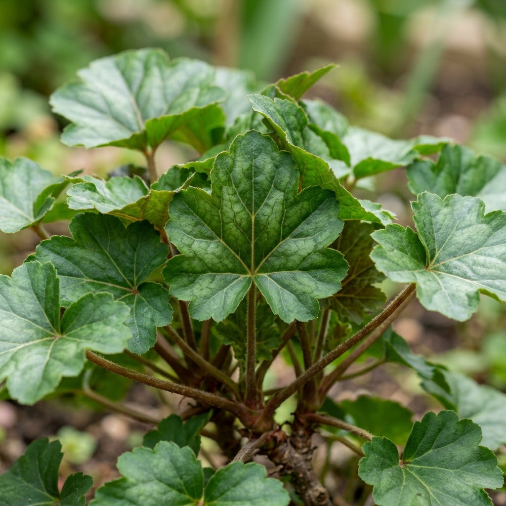 Ruby Parfait Flower Seeds For Planting