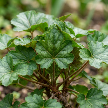 Ruby Parfait Flower Seeds For Planting