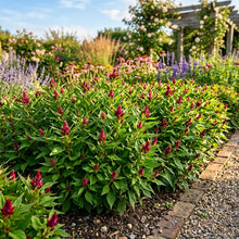 Ruby Parfait Flower Seeds For Planting