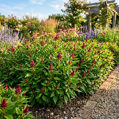Ruby Parfait Flower Seeds For Planting