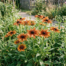 Rudbeckia Hirta Sahara Flower Seeds For Planting