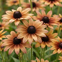Rudbeckia Hirta Sahara Flower Seeds For Planting