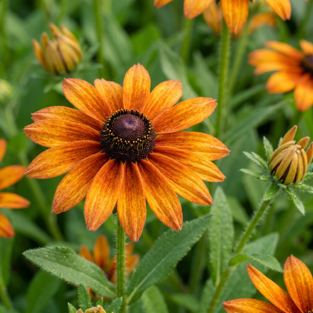 Rudbeckia Marmalade Flower Seeds For Planting