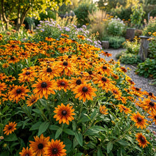 Rudbeckia Marmalade Flower Seeds For Planting
