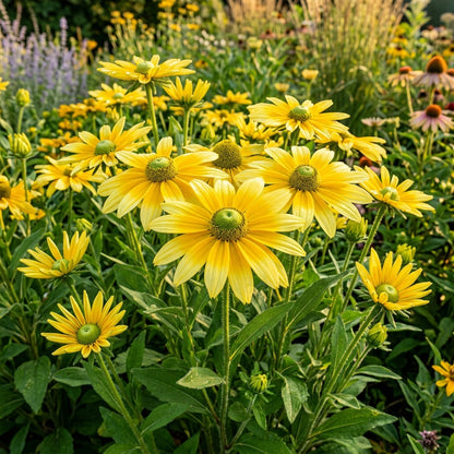 Rudbeckia Prairie Sun Flower Seeds For Planting