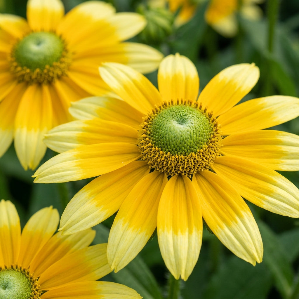 Rudbeckia Prairie Sun Flower Seeds For Planting