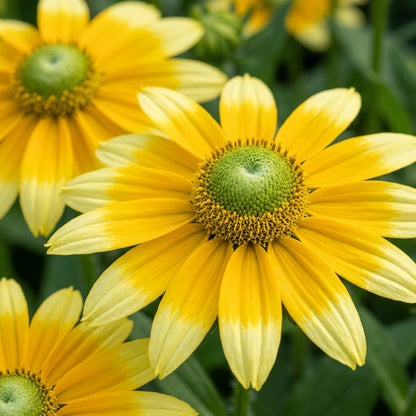 Rudbeckia Prairie Sun Flower Seeds For Planting