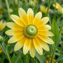 Rudbeckia Prairie Sun Flower Seeds For Planting