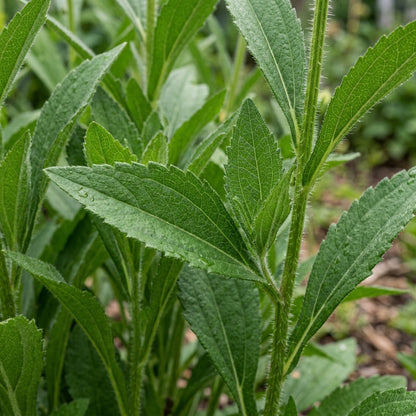Rudbeckia Marmalade Flower Seeds For Planting