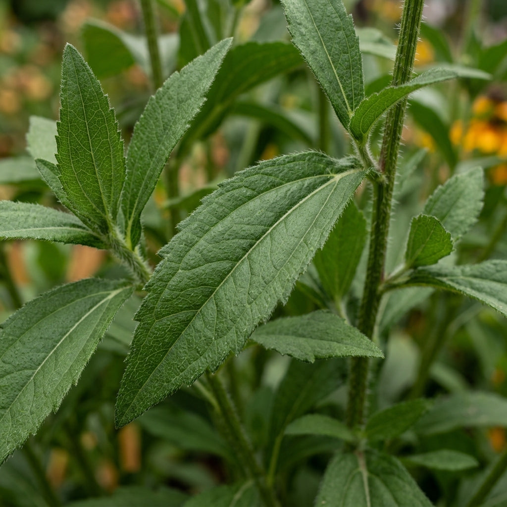 Rudbeckia Prairie Sun Flower Seeds For Planting