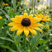 Rudbeckia Hirta Goldeneye Seeds for Garden Planting
