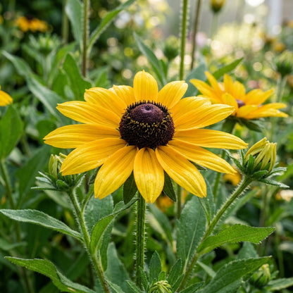 Rudbeckia Hirta Goldeneye Seeds for Garden Planting