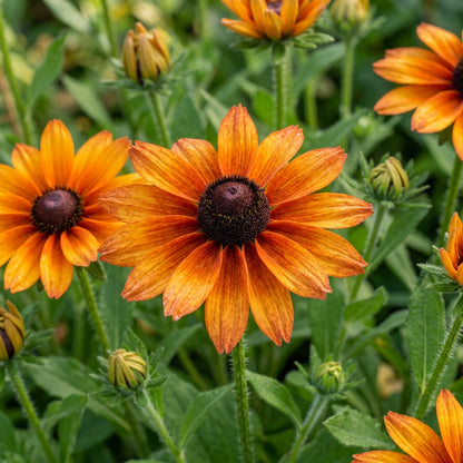 Rudbeckia Hirta Marmalade Flower Seeds for Garden Planting