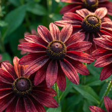 Rudbeckia Hirta Cherry Brandy Seeds - Black Eyed Susan Flower Seeds for Garden