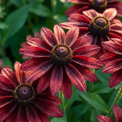 Rudbeckia Hirta Cherry Brandy Seeds - Black Eyed Susan Flower Seeds for Garden