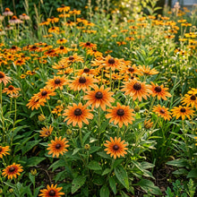 Rudbeckia Hirta Marmalade Flower Seeds for Garden Planting