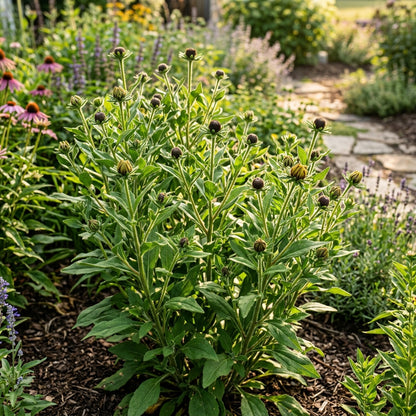 Rudbeckia Marmalade Flower Seeds For Planting