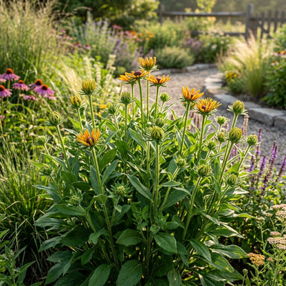 Rudbeckia Hirta Marmalade Flower Seeds for Garden Planting