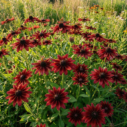 Rudbeckia Hirta Cherry Brandy Seeds - Black Eyed Susan Flower Seeds for Garden