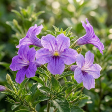 Ruellia Ciliata Flower Seeds for Garden Planting