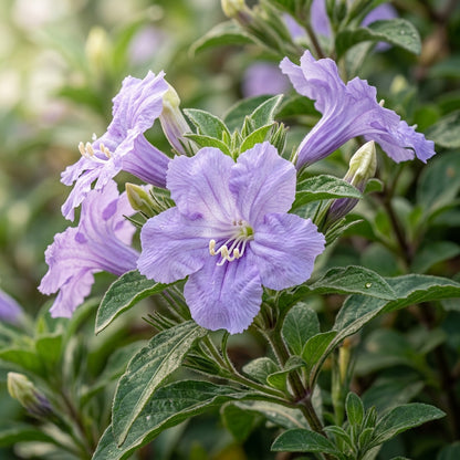 Ruellia Ciliata Flower Seeds For Planting