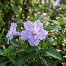 Ruellia Ciliata Flower Seeds For Planting