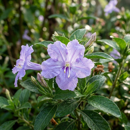 Ruellia Ciliata Flower Seeds For Planting