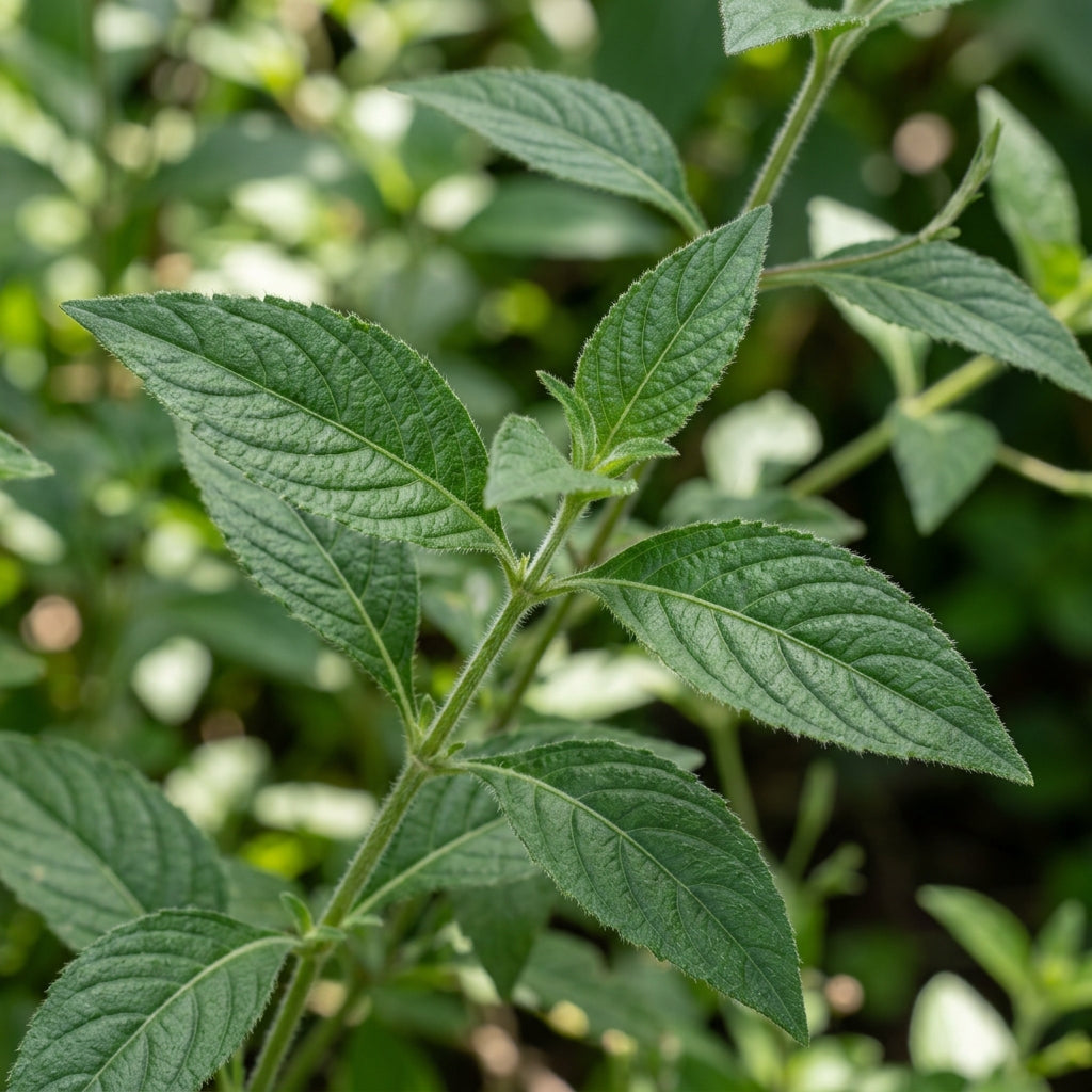 Ruellia Ciliata Flower Seeds For Planting