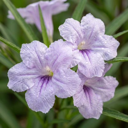 Ruellia Humilis Seeds for Garden Planting