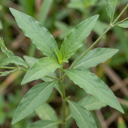 Ruellia Humilis Seeds for Garden Planting