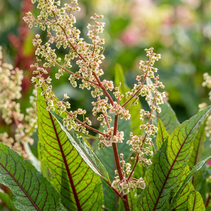 Rumex Sanguineus Flower Seeds for Garden Planting