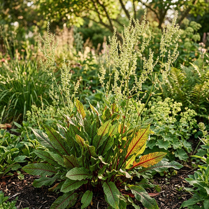 Rumex Sanguineus Flower Seeds for Garden Planting