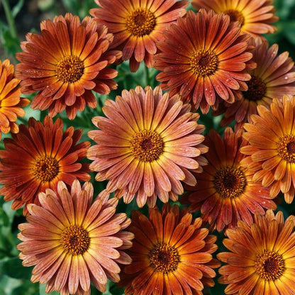 Rusty Red Calendula Flower Seeds For Planting
