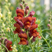 Rusty Red Snapdragon Flower Seeds For Planting