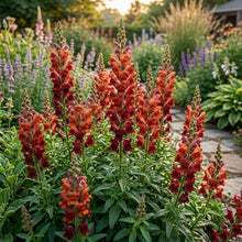 Rusty Red Snapdragon Flower Seeds For Planting