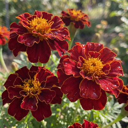 Safari Red Marigold Flower Seeds For Planting